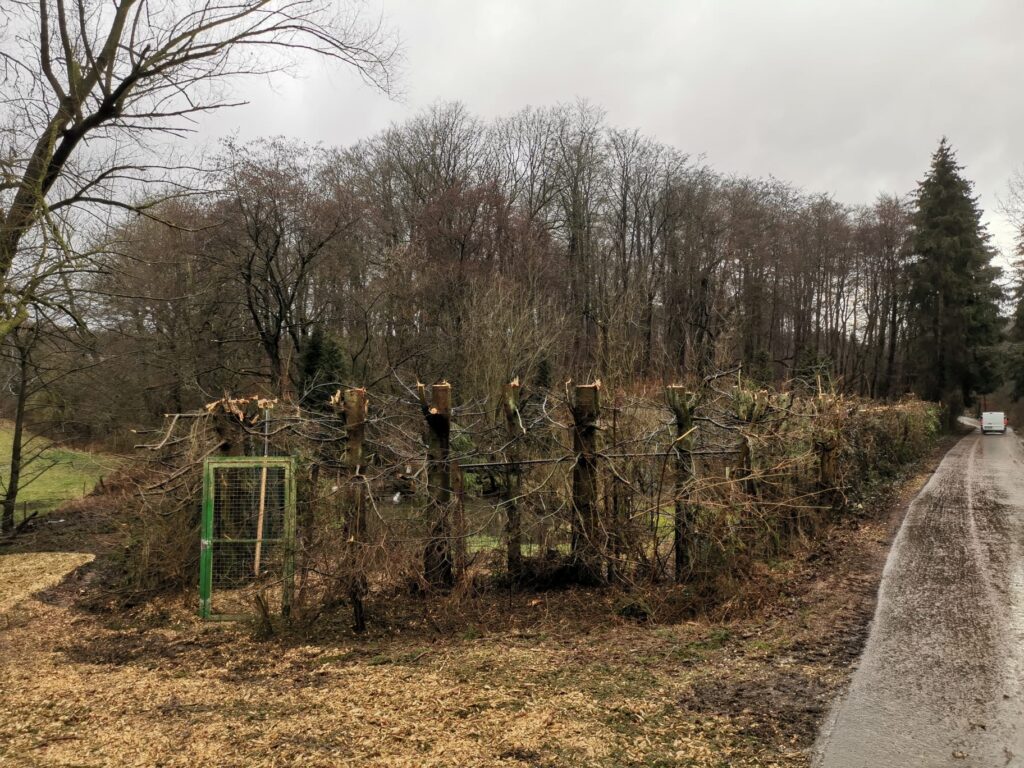 fachgerechter Baumschnitt an der Teichanlage